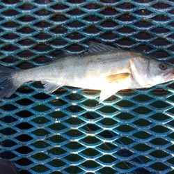 オリジナルメーカー海づり公園(市原市海づり施設) 釣果