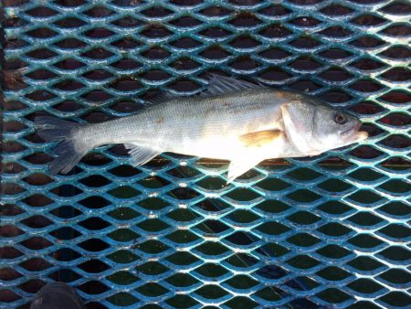 オリジナルメーカー海づり公園(市原市海づり…