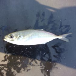 オリジナルメーカー海づり公園(市原市海づり施設) 釣果