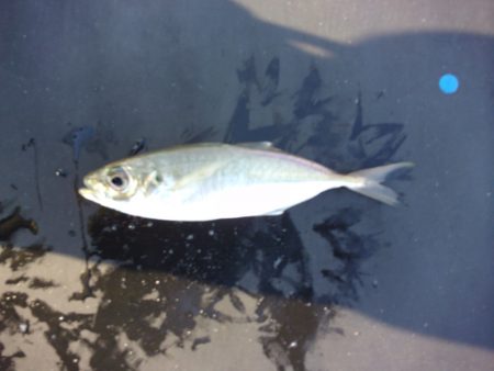 オリジナルメーカー海づり公園(市原市海づり施設) 釣果