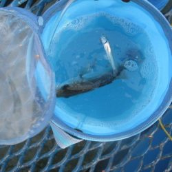 オリジナルメーカー海づり公園(市原市海づり施設) 釣果