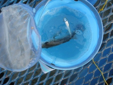 オリジナルメーカー海づり公園(市原市海づり施設) 釣果