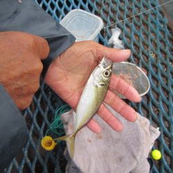 オリジナルメーカー海づり公園(市原市海づり施設) 釣果