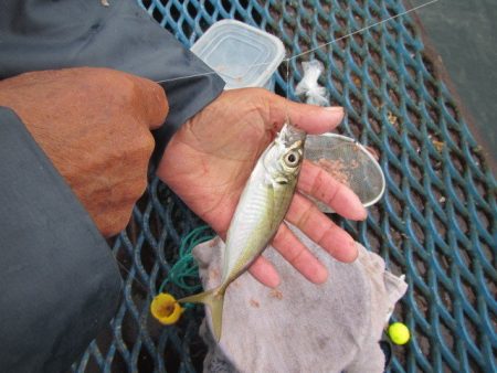 オリジナルメーカー海づり公園(市原市海づり施設) 釣果
