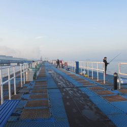 オリジナルメーカー海づり公園(市原市海づり施設) 釣果