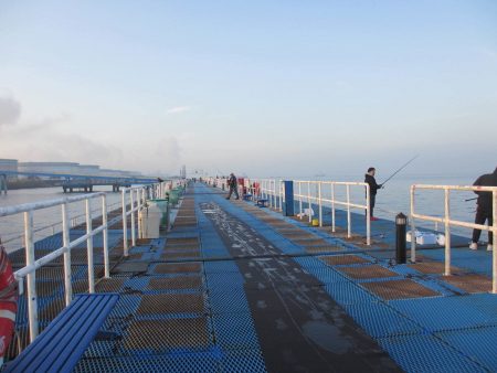オリジナルメーカー海づり公園(市原市海づり施設) 釣果
