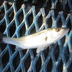 オリジナルメーカー海づり公園(市原市海づり施設) 釣果