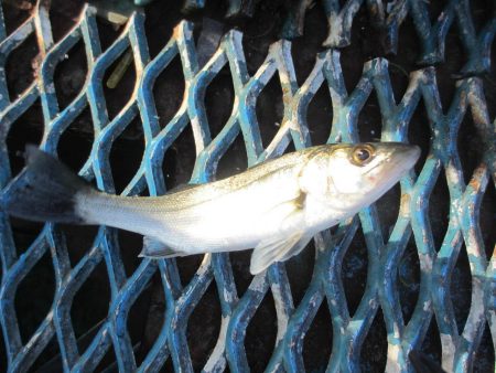 オリジナルメーカー海づり公園(市原市海づり施設) 釣果