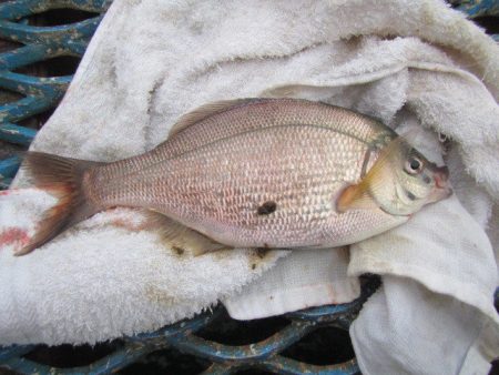 オリジナルメーカー海づり公園(市原市海づり施設) 釣果