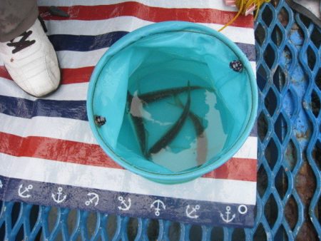 オリジナルメーカー海づり公園(市原市海づり施設) 釣果