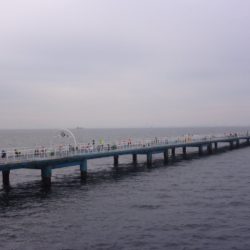 オリジナルメーカー海づり公園(市原市海づり施設) 釣果
