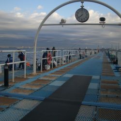 オリジナルメーカー海づり公園(市原市海づり施設) 釣果