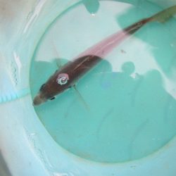 オリジナルメーカー海づり公園(市原市海づり施設) 釣果