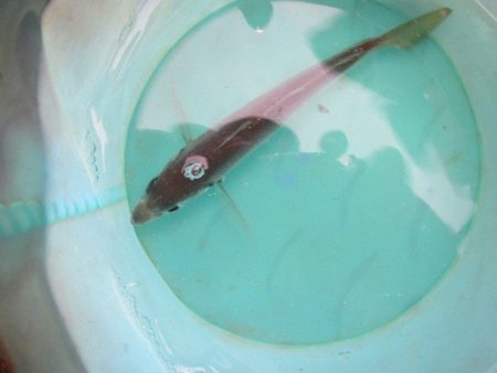 オリジナルメーカー海づり公園(市原市海づり施設) 釣果