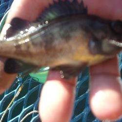 オリジナルメーカー海づり公園(市原市海づり施設) 釣果