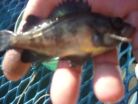 オリジナルメーカー海づり公園(市原市海づり施設) 釣果