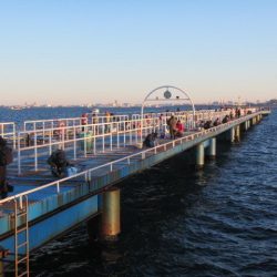 オリジナルメーカー海づり公園(市原市海づり施設) 釣果