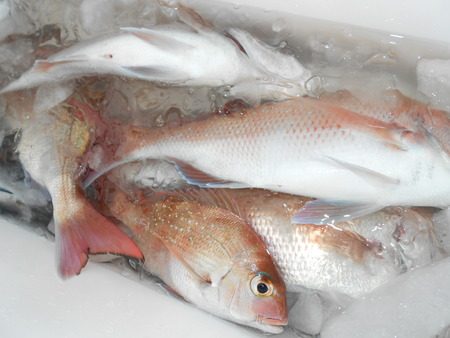 こうゆう丸 釣果