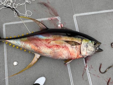 へいみつ丸 釣果
