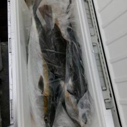 ファイヤードルフィン 釣果