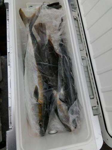 ファイヤードルフィン 釣果