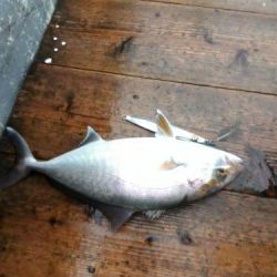 ファイヤードルフィン 釣果