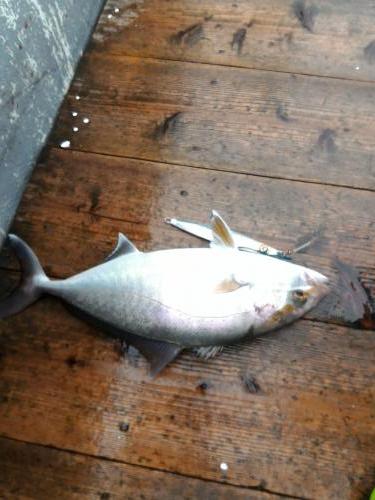 ファイヤードルフィン 釣果