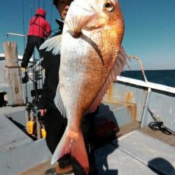 ファイヤードルフィン 釣果