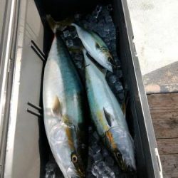 ファイヤードルフィン 釣果