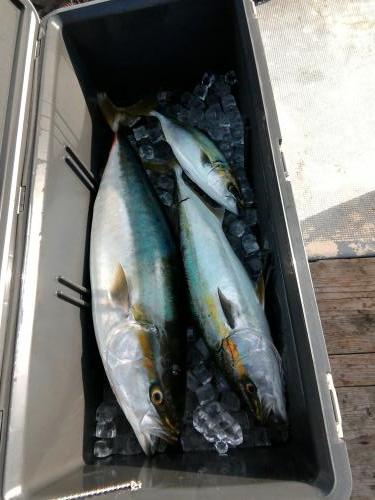 ファイヤードルフィン 釣果