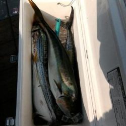 ファイヤードルフィン 釣果