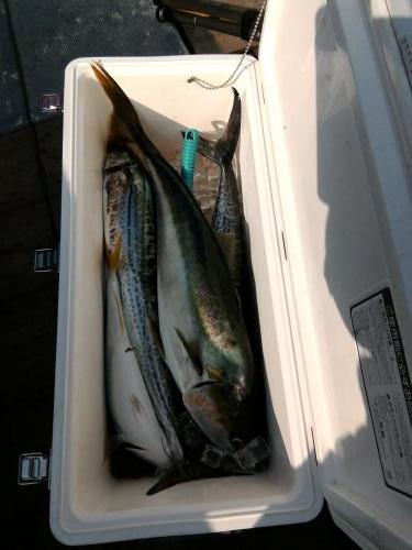 ファイヤードルフィン 釣果