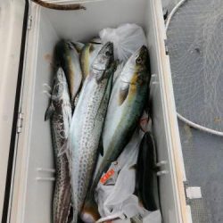 ファイヤードルフィン 釣果