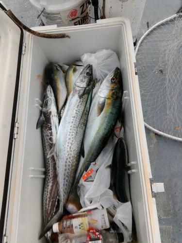 ファイヤードルフィン 釣果