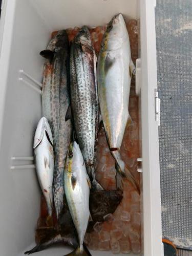 ファイヤードルフィン 釣果