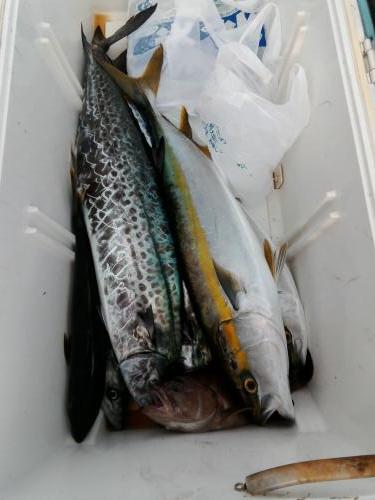 ファイヤードルフィン 釣果