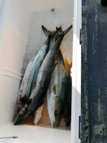 ファイヤードルフィン 釣果