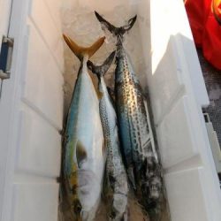 ファイヤードルフィン 釣果