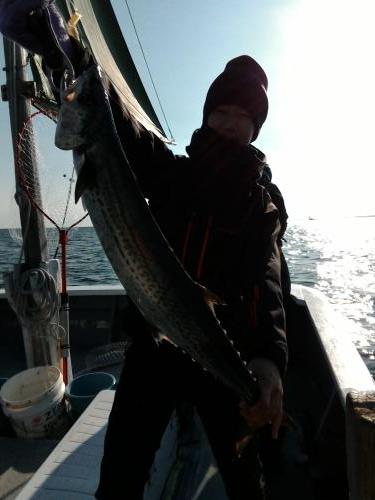 ファイヤードルフィン 釣果