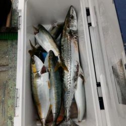 ファイヤードルフィン 釣果