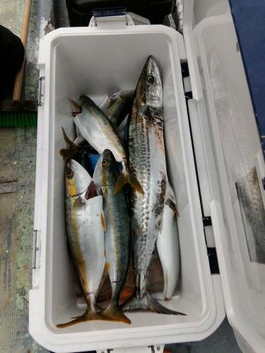 ファイヤードルフィン 釣果