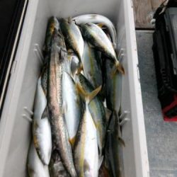 ファイヤードルフィン 釣果