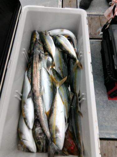 ファイヤードルフィン 釣果