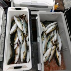 ファイヤードルフィン 釣果