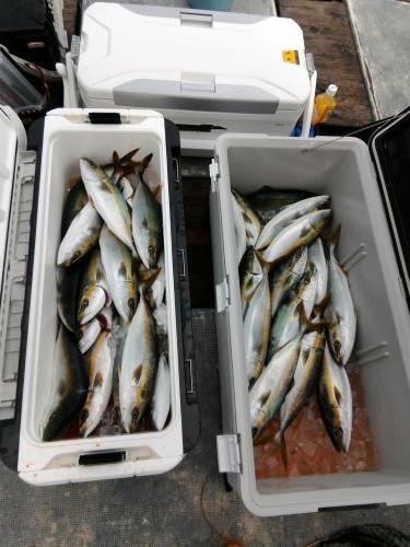 ファイヤードルフィン 釣果