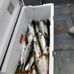 ファイヤードルフィン 釣果