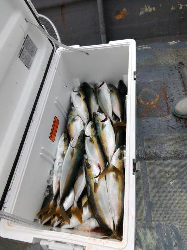 ファイヤードルフィン 釣果