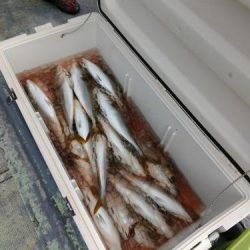 ファイヤードルフィン 釣果