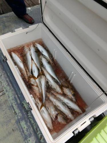 ファイヤードルフィン 釣果