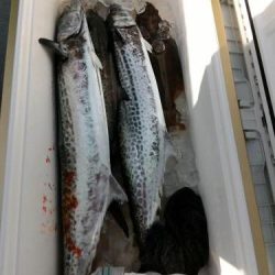 ファイヤードルフィン 釣果